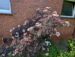 Holunder Black Lace ® Sambucus Nigra `Black Lace´ -Geschäft Für Pflanzensamen Und Düngemittel black lace6