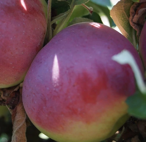 Säulenapfel `McIntosh Wijcik´ Malus Domestica `Wijcik´ 1 Säulenapfel `McIntosh Wijcik´ Malus Domestica `Wijcik´