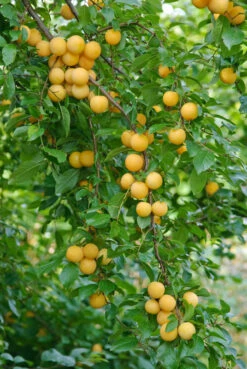 Kirschpflaume Prunus Cerasifera -Geschäft Für Pflanzensamen Und Düngemittel botanikfoto 502360 RF WEB