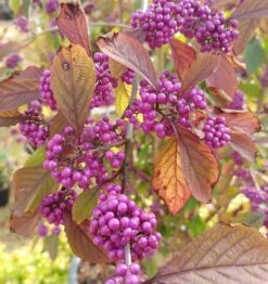 Schönfrucht, Liebesperlenstrauch Callicarpa Bodinieri `Profusion´ -Geschäft Für Pflanzensamen Und Düngemittel callicarpa
