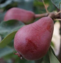 Säulenbirne `Decora´ (zweijährig) Pyrus Communis `Decora´ -Geschäft Für Pflanzensamen Und Düngemittel decora1 1