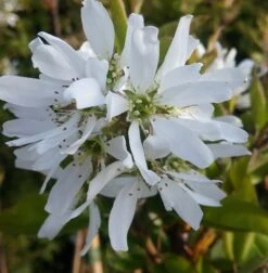 Geschäft Für Pflanzensamen Und Düngemittel -Geschäft Für Pflanzensamen Und Düngemittel felsenbirne ballerina 1
