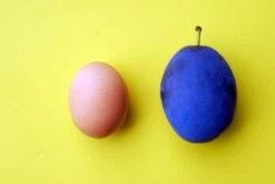 Haganta (S) Prunus Domestica `Haganta´ -Geschäft Für Pflanzensamen Und Düngemittel haganta12