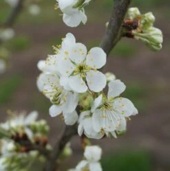 Hanita ® Prunus Domestica `Hanita -Geschäft Für Pflanzensamen Und Düngemittel hanita bl te