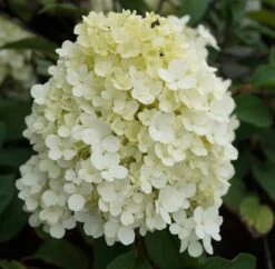 Rispenhortensie `Bobo®´ Hydrangea Paniculata `Bobo´ -Geschäft Für Pflanzensamen Und Düngemittel hortensie bobo1