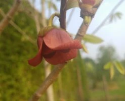 Veredelte Indianerbanane (Paw Paw) `Shenandoah®´ Asimina Triloba `Shenandoah´ -Geschäft Für Pflanzensamen Und Düngemittel indianaerbanane bl te5af9967b504ef