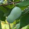 Veredelte Indianerbanane (Paw Paw) `Halvin´ Asimina Triloba `Wells´