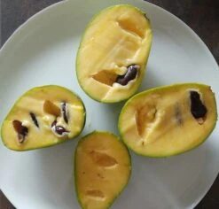 Indianerbanane (Halbstamm 160-180cm) Asimina Triloba -Geschäft Für Pflanzensamen Und Düngemittel indianerbanane frucht aufgeschnittengmEN4ZYFNT7IC