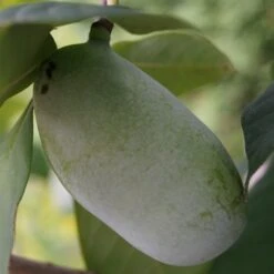 Veredelte Indianerbanane (Paw Paw) `Prima 1216´ Asimina Triloba `Prima 1216´ -Geschäft Für Pflanzensamen Und Düngemittel indianerbanane43