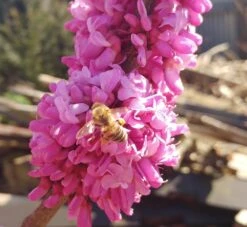 Judasbaum Cercis Siliquastrum -Geschäft Für Pflanzensamen Und Düngemittel judasbaum mit biene 3UmROOMoGkmKP3