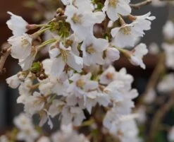 Zwerg-Zierkirsche `Kojou-no-mai´ Prunus Incisa `Kojou-no-mai´ -Geschäft Für Pflanzensamen Und Düngemittel kojou no mai2