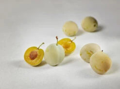 Mirabelle `Bellamira´ ® Prunus Domestica Subsp. Syriaca `Bellamira´ -Geschäft Für Pflanzensamen Und Düngemittel mirabelle bellamira g