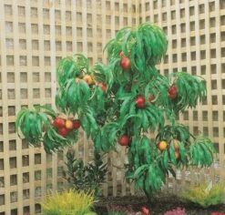 Zwergnektarine `Rubis® Necta ZeeⓈ´ Prunus Nucipersica -Geschäft Für Pflanzensamen Und Düngemittel nektarine necta zee rubis baum