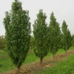 Säulen-Pfirsich `Ellora´ Prunus Persica `Ellora´ -Geschäft Für Pflanzensamen Und Düngemittel pfirsich ellora baeume