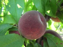 Säulen-Pfirsich `Ellora´ Prunus Persica `Ellora´ -Geschäft Für Pflanzensamen Und Düngemittel pfirsich ellora frucht