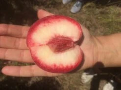 Säulen-Pfirsich `Ellora´ Prunus Persica `Ellora´ -Geschäft Für Pflanzensamen Und Düngemittel pfirsich ellora frucht1