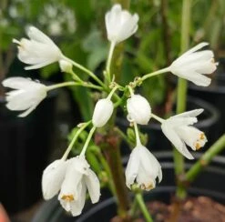 Rispen-Pimpernuss Staphylea Pinnata -Geschäft Für Pflanzensamen Und Düngemittel pimpernuss2