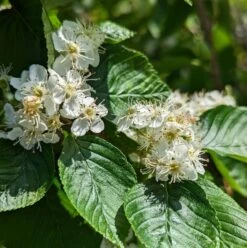 Erlenblättrige Eberesche `Red Bird´ Sorbus Alnifolia `Red Bird´ 6 Erlenblättrige Eberesche `Red Bird´ Sorbus Alnifolia `Red Bird´ -Geschäft Für Pflanzensamen Und Düngemittel red bird 2