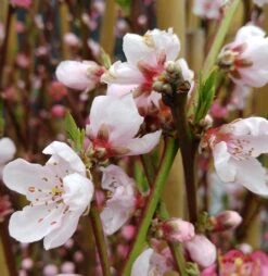 Pfirsich Red Haven Prunus Persica `Red Haven´ -Geschäft Für Pflanzensamen Und Düngemittel red haven bl te