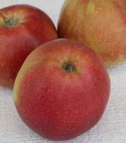 Roter Boskoop Malus Domestica -Geschäft Für Pflanzensamen Und Düngemittel roter boskoop