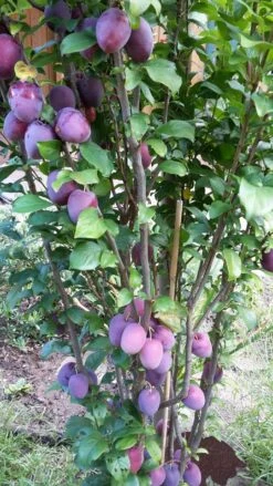 Rote Säulen-Mirabelle `Ruby´ Wurzelnackt Prunus Domestica Subsp. Syriaca `Ruby´ -Geschäft Für Pflanzensamen Und Düngemittel ruby2a0Cx9InYDY0Pl