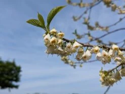Schneeglöckchenbaum Halesia Carolina -Geschäft Für Pflanzensamen Und Düngemittel schneegl ckchenbaum2