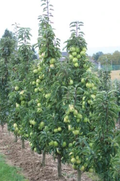 Geschäft Für Pflanzensamen Und Düngemittel -Geschäft Für Pflanzensamen Und Düngemittel sirius2