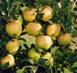 Sirius Ⓢ Malus Domestica `Sirius´ -Geschäft Für Pflanzensamen Und Düngemittel sirius3