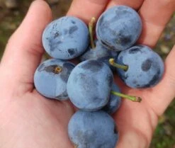 Zibarte Voraussichtlich Ab Juni/Juli Wieder Verfügbar 6 Zibarte Voraussichtlich Ab Juni/Juli Wieder Verfügbar -Geschäft Für Pflanzensamen Und Düngemittel zibarte 22