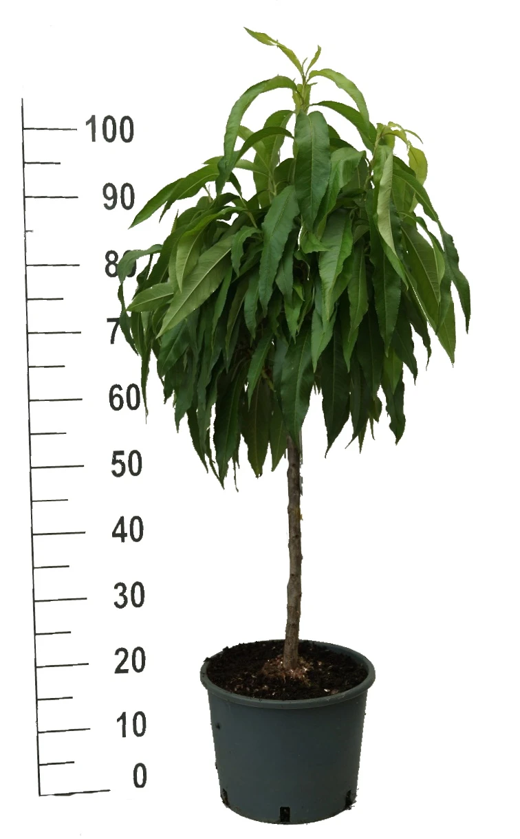 Zwergpfirsich `Bonanza´ Prunus Persica 4 Zwergpfirsich `Bonanza´ Prunus Persica – Bild 4