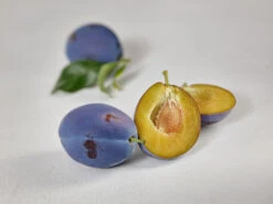 Haganta (S) Prunus Domestica `Haganta´ -Geschäft Für Pflanzensamen Und Düngemittel zwetschge haganta g