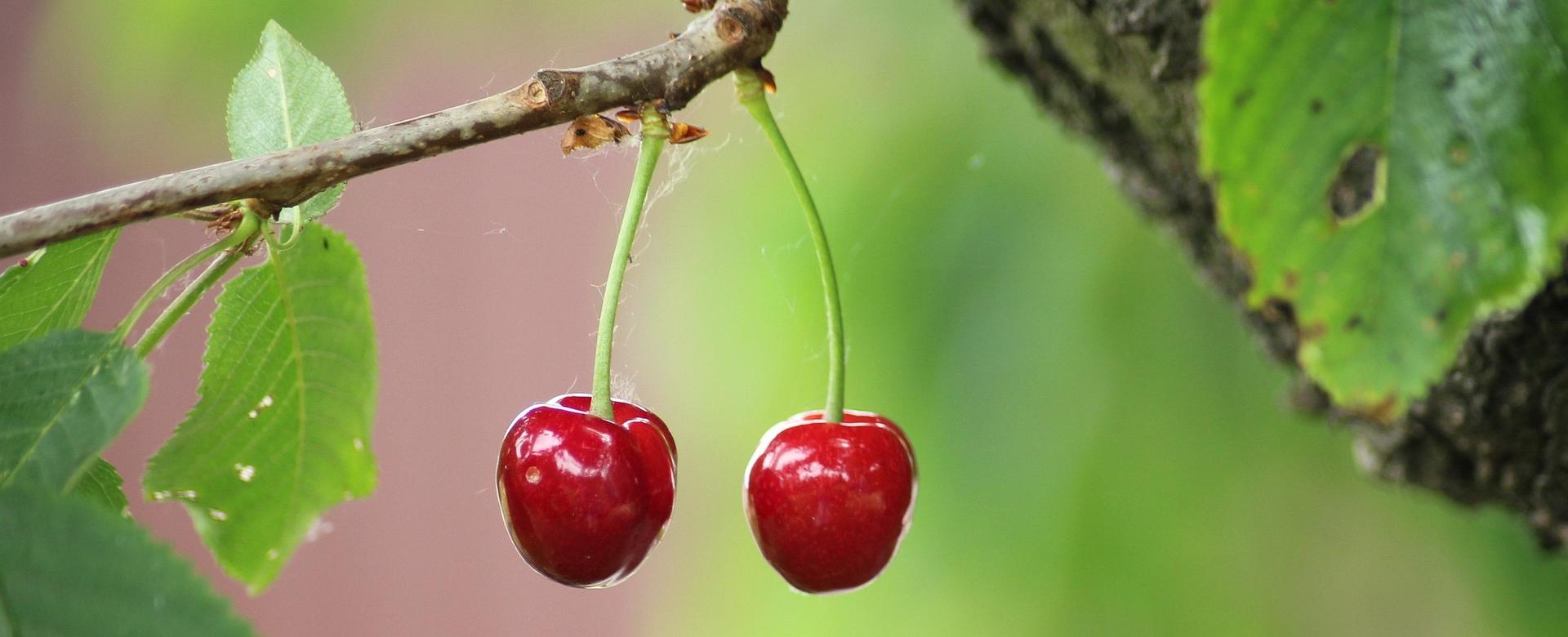 Geschäft Für Pflanzensamen Und Düngemittel -Geschäft Für Pflanzensamen Und Düngemittel fruit 7258274 1920