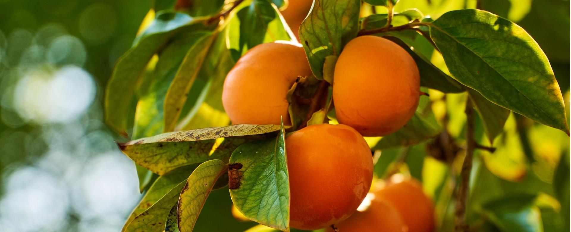 Geschäft Für Pflanzensamen Und Düngemittel -Geschäft Für Pflanzensamen Und Düngemittel persimmons 6735325 1920